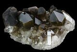 Dark Smoky Quartz Crystal Cluster - Brazil #124590-1